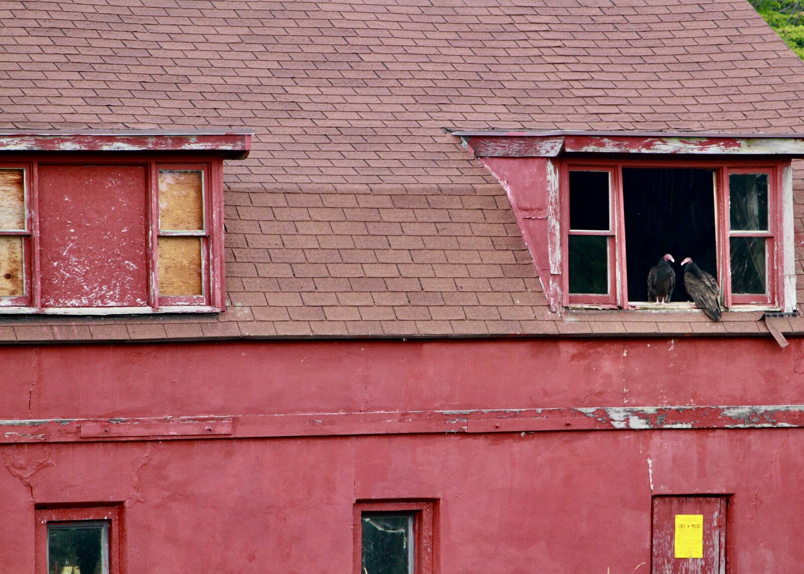 Turkey vultures perched in the window of a weathered red barn in Brant