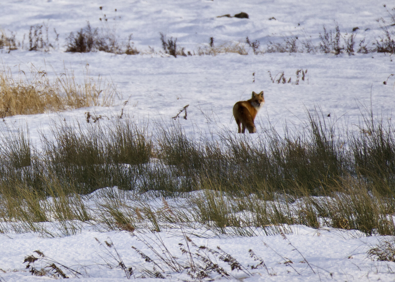 Red fox standing in a snow-covered field with winter grasses in Eden
