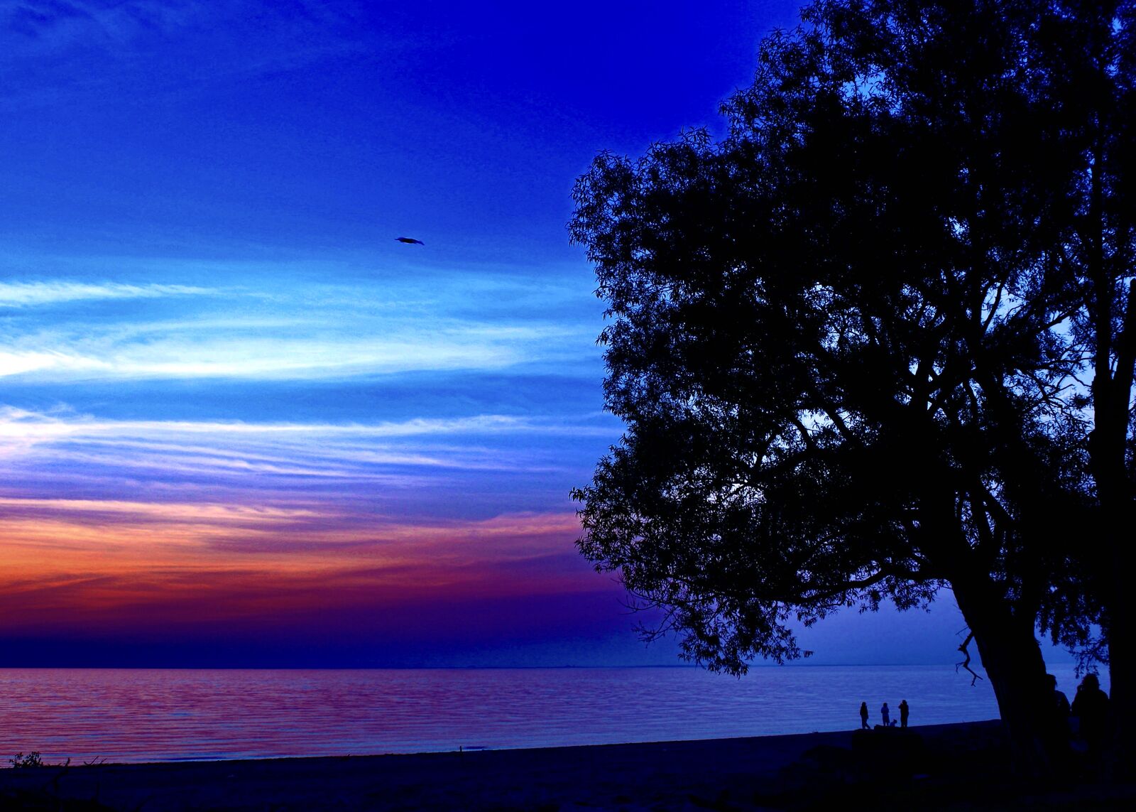 Twilight silhouette of a tree and beachgoers along the Lake Erie shore in Evans