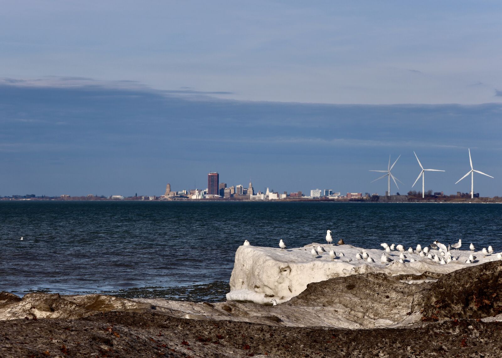 Lake Erie shoreline with gulls, the Buffalo skyline, and wind turbines in the distance