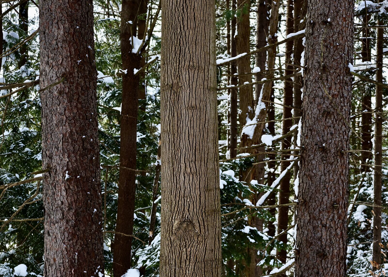 Tall pine tree trunks in a winter forest in North Collins